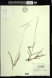 Paspalum setaceum var. longepedunculatum image
