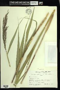 Phragmites australis image