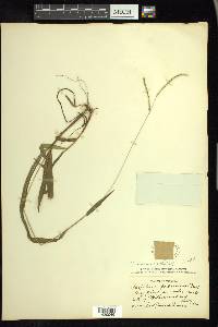 Paspalum setaceum var. muhlenbergii image