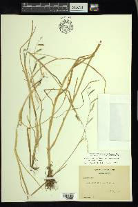 Pleuropogon californicus image