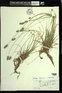 Phleum alpinum image