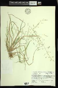 Poa alsodes image