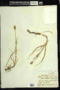 Phleum alpinum image