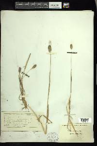 Phleum alpinum image