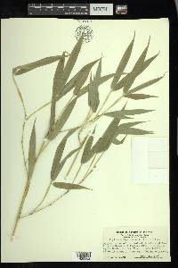 Phyllostachys aurea image