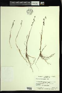 Pleuropogon sabinei image