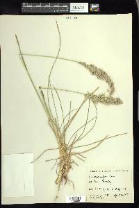 Poa arachnifera image