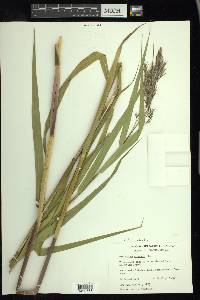 Phragmites australis image