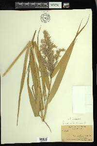 Phragmites australis image