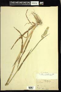 Phalaris caroliniana image