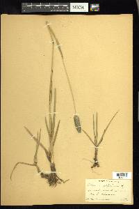 Phleum alpinum image