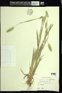 Phalaris caroliniana image