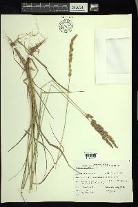 Calamagrostis stricta image