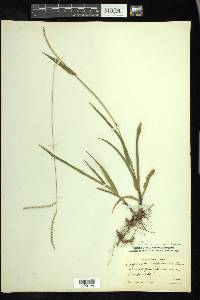 Paspalum setaceum var. supinum image