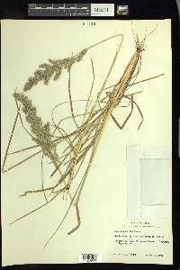 Poa arachnifera image