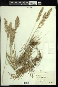 Poa arachnifera image