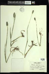 Phleum alpinum image