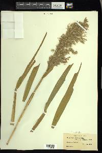 Phragmites australis image