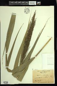 Phragmites australis image