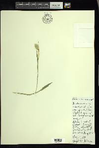 Phalaris canariensis image