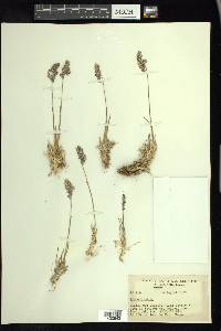 Poa alpina image