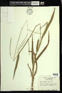 Paspalum setaceum var. supinum image