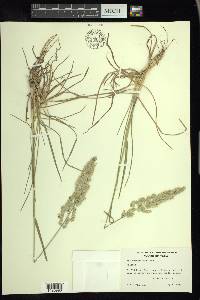 Poa arachnifera image