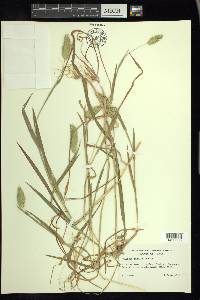 Phalaris caroliniana image