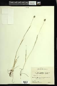 Phleum alpinum image