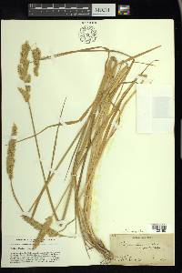 Phalaris angusta image