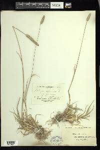 Phleum alpinum image