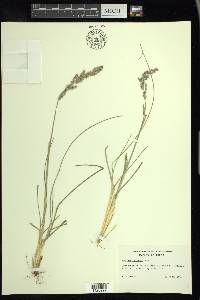 Poa arachnifera image