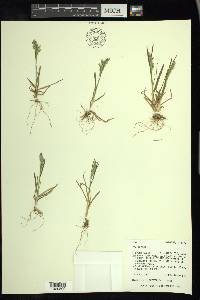 Poa alpina image