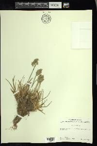 Poa alpina image