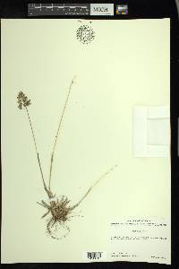 Poa alpina image