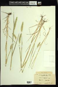 Phalaris lemmonii image