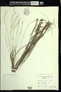 Paspalum setaceum var. setaceum image