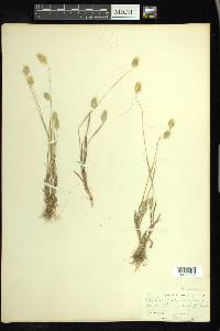 Phalaris caroliniana image