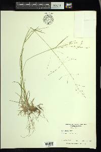 Poa alsodes image