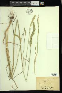 Phalaris lemmonii image