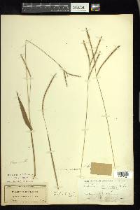 Paspalum setaceum var. supinum image