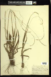 Paspalum setaceum var. muhlenbergii image