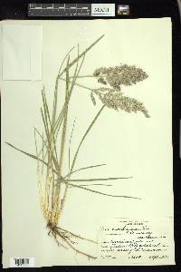 Poa arachnifera image