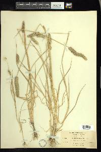 Phalaris lemmonii image