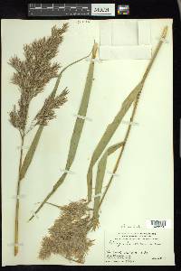 Phragmites australis image