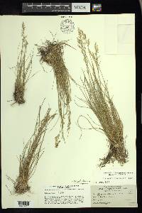 Piptatheropsis canadensis image