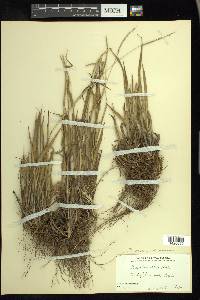 Paspalum setaceum var. setaceum image