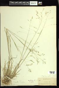 Poa autumnalis image