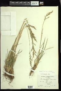 Poa arctica image