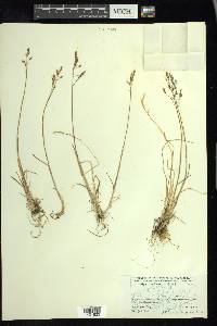 Poa glauca image